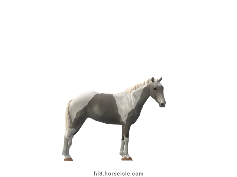 Piquira Pony Grey Tobiano Coat